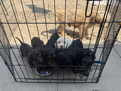 Cocker spaniel pups