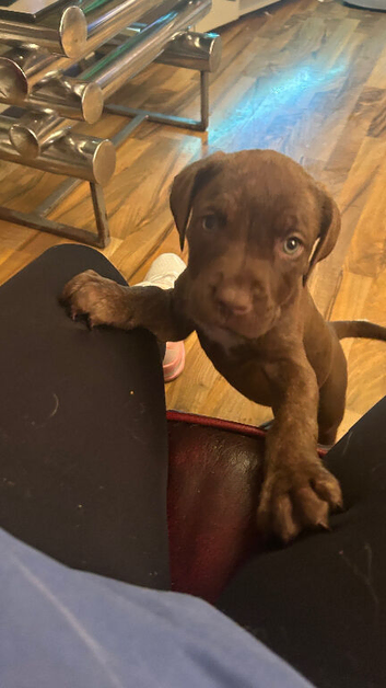 7 bandogge pups for sale
