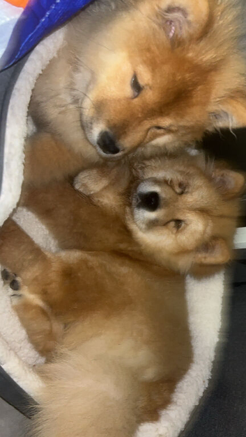 2 chow chows