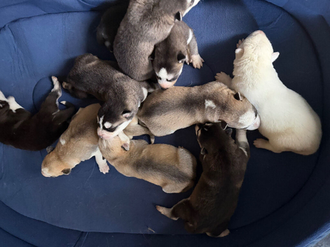 Puppy Siberian husky