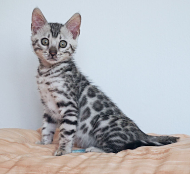 Stunning Silver Rosette Bengal Kitten