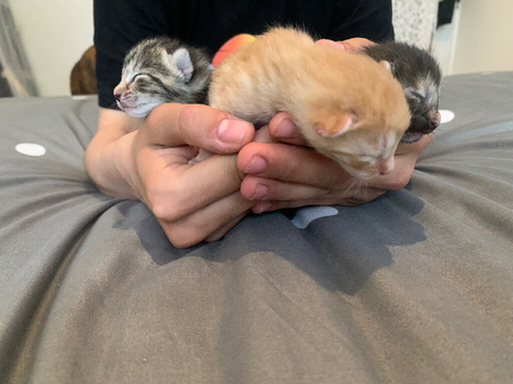 Beautiful ginger kittens