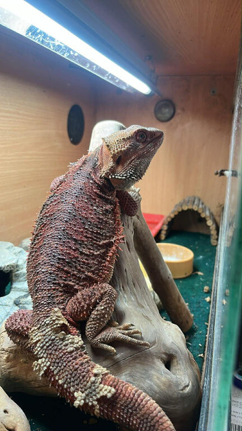 Red monster bearded dragon for sale