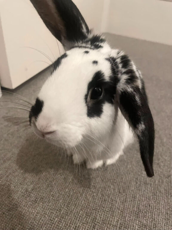 Male Rabbit Seeking for a loving home
