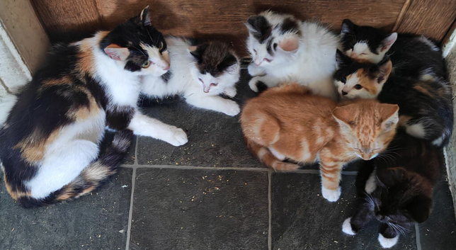 6 kittens some lovely playful characters, not Preston - it's near Southport
