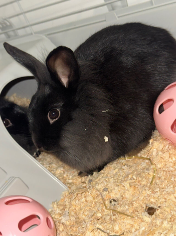 2 female sister rabbits