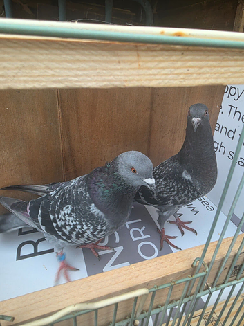 Pigeons