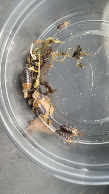 REDHEAD ISOPOD SALE (30 for &pound;15)