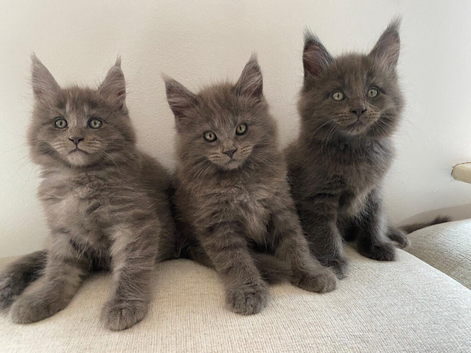 TICA Registered Maine Coon Kittens 1 Male 2 Females