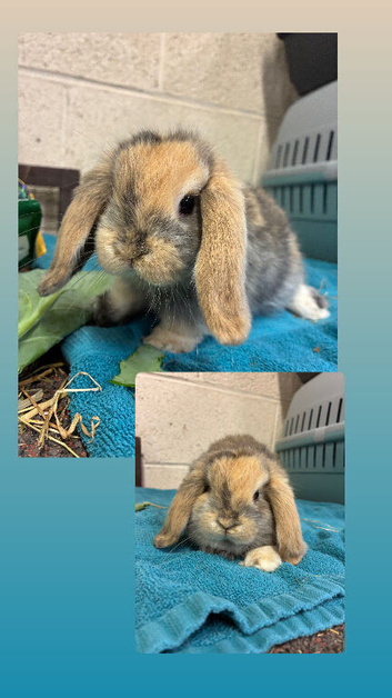Mini Lop Bunnies