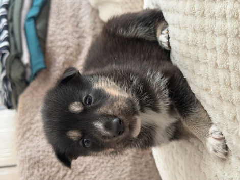Shepkey puppies for sale German shepherd X husky
