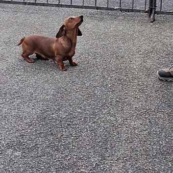 GORGEOUS EXTREMELY LOVING 4 YEAR OLD RED TRUE MINI SMOOTH GIRLIE.