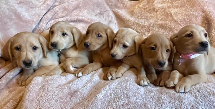 Fox red labs ready now