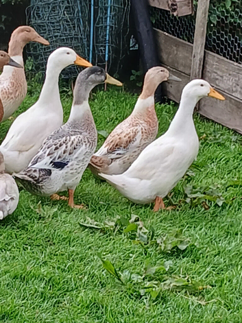 Silver Appleyard  Ducklings
