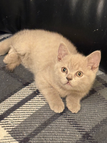 British Shorthair Kittens