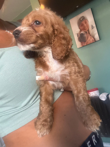 Cavapoo pups