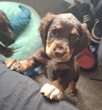 Last 3 gorgeous sprocker spaniel pups 1 chocolate girl 2 black boys