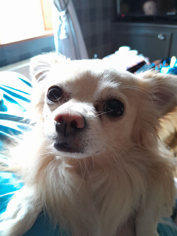 My beautiful boy 5.1/2 needs loving home.due to my ill health all that matters is he's well being