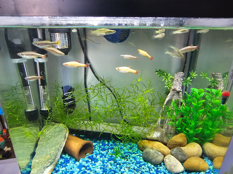 Fish for new waters