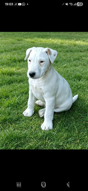 Parson male puppy