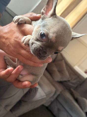 Beautiful French bulldogs