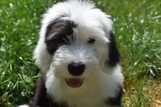 LOUIE KC Registered Old English Sheepdog READY NOW