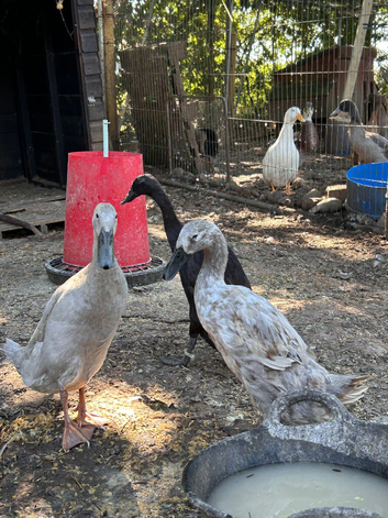 Trio of runner ducks