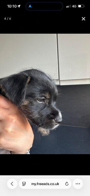 Ready to go! Yorkshire terrier X Staffy puppys