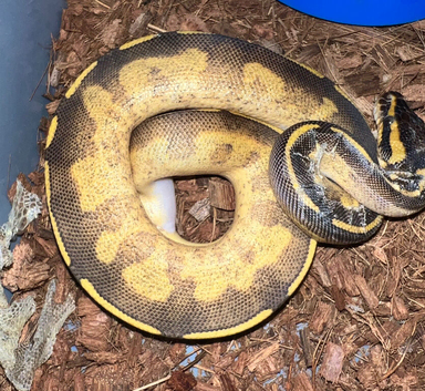 Royal Pythons
