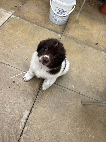 Newfoundland puppies