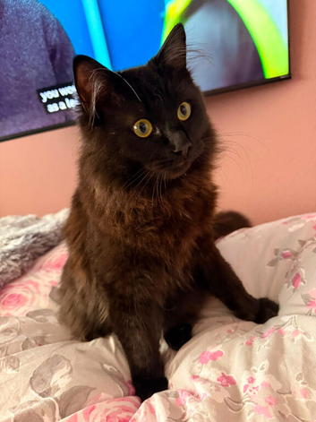 Maine coon/ ragdoll