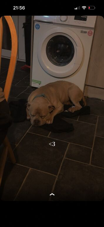 Male Pocket Bully- Kash