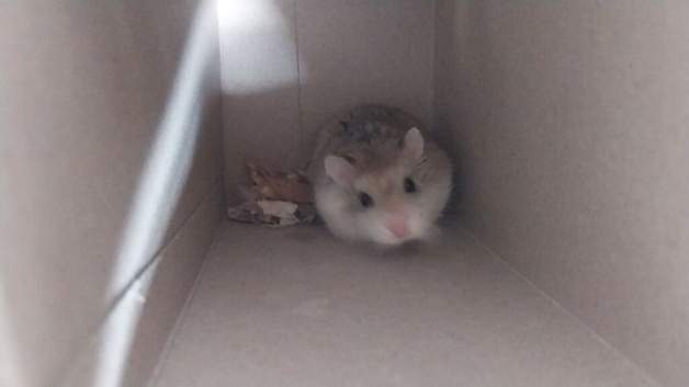 Roborovski hamster.