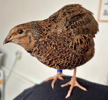 Rosetta Male Coturnix / Japanese Quail