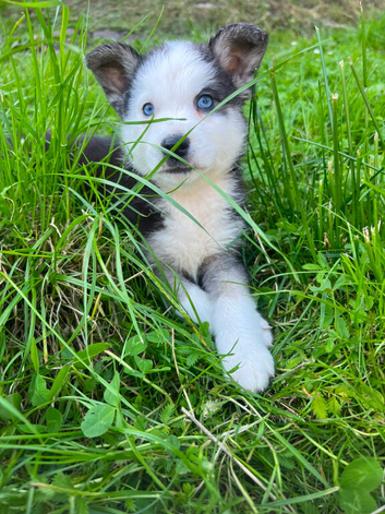 Pomsky puppy&rsquo;s