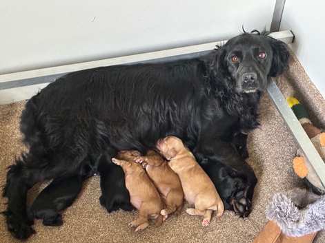 Gamekeeper Bred Working Cocker Spaniels