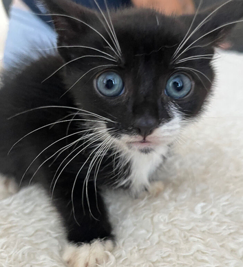 2 make kittens &pound;100 each ono