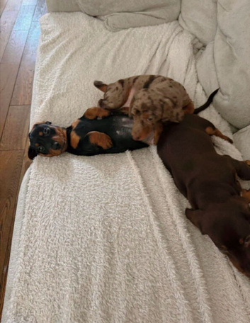 KC Registered Miniature Dachshund Puppies