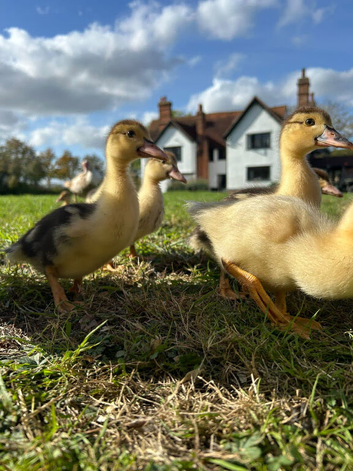 Muscovy ducklings