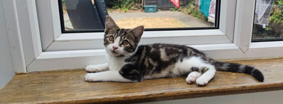 beautiful female tabby and white 5 months old &pound;100