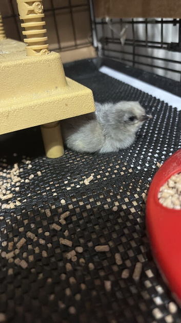 Lavender Araucana day old chicks unsexed
