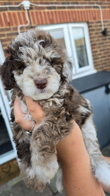 Beautiful F1BB rare curly cockapoo's