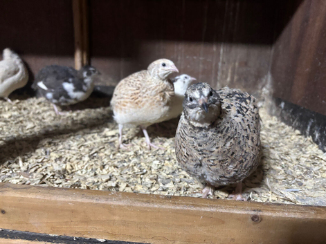 Pol coturnix quail