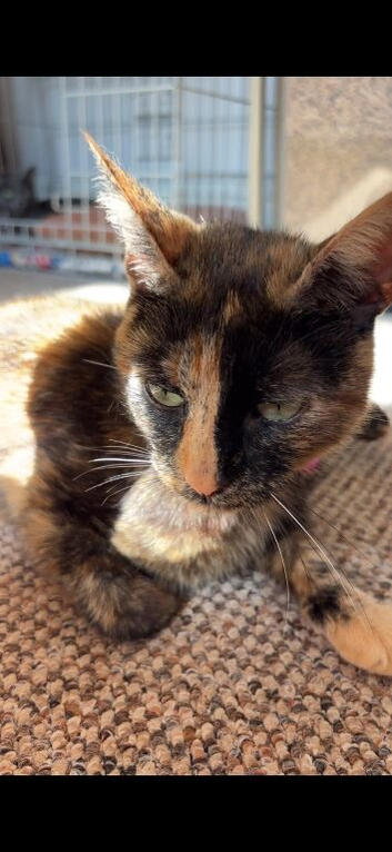 Female cat