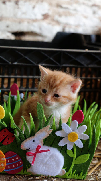 Kittens for sale