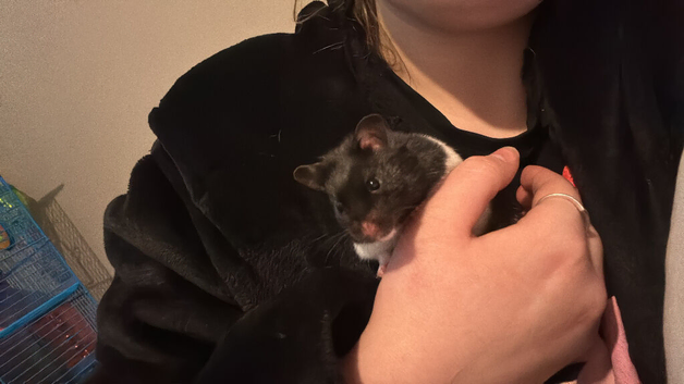 Looking for new home