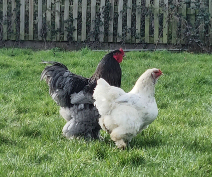 Mixed Colour Stunning Giant Purebred Brahma Hatching eggs