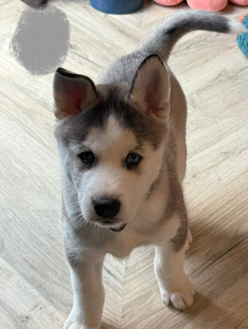 Siberian husky puppies
