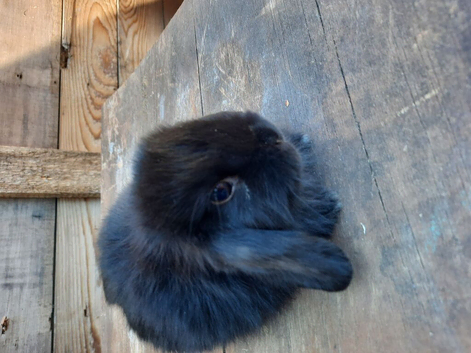 12 wk old buck
