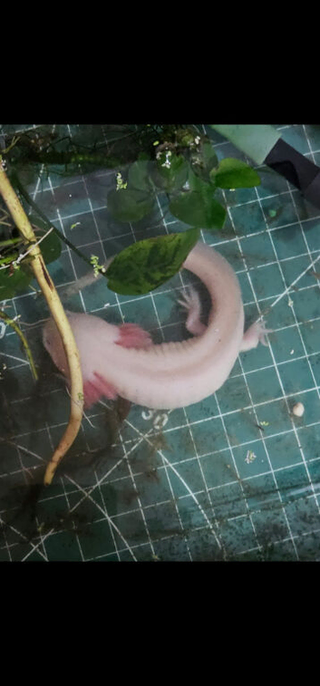 breeding pair of adult axolotl